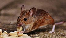 24 Hour & Emergency Exterminators in Prospect Park, PA